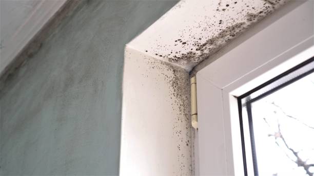 Best Attic Mold Removal  in Littlerock, CA
