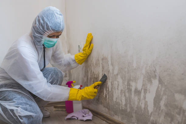 Mold Removal and Inspection in Littlerock, CA
