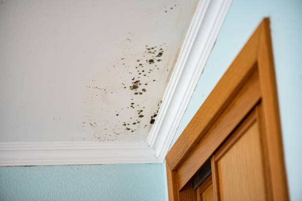 Best Emergency Mold Removal  in Littlerock, CA