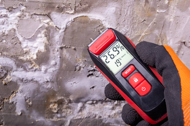 Best Black Mold Removal  in Littlerock, CA
