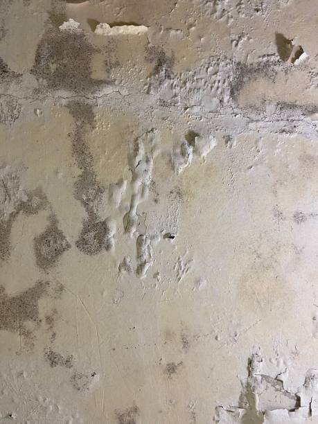 Best Same-Day Mold Removal  in Littlerock, CA