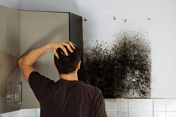 Best Mold Testing  in Littlerock, CA